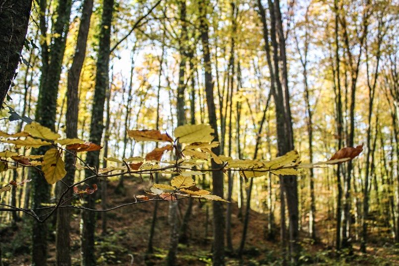 Mi otoño